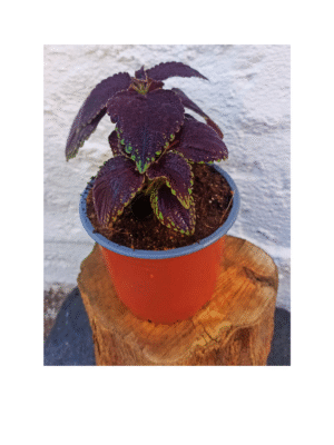 Coleo negro "Black Ember" Solenostemon